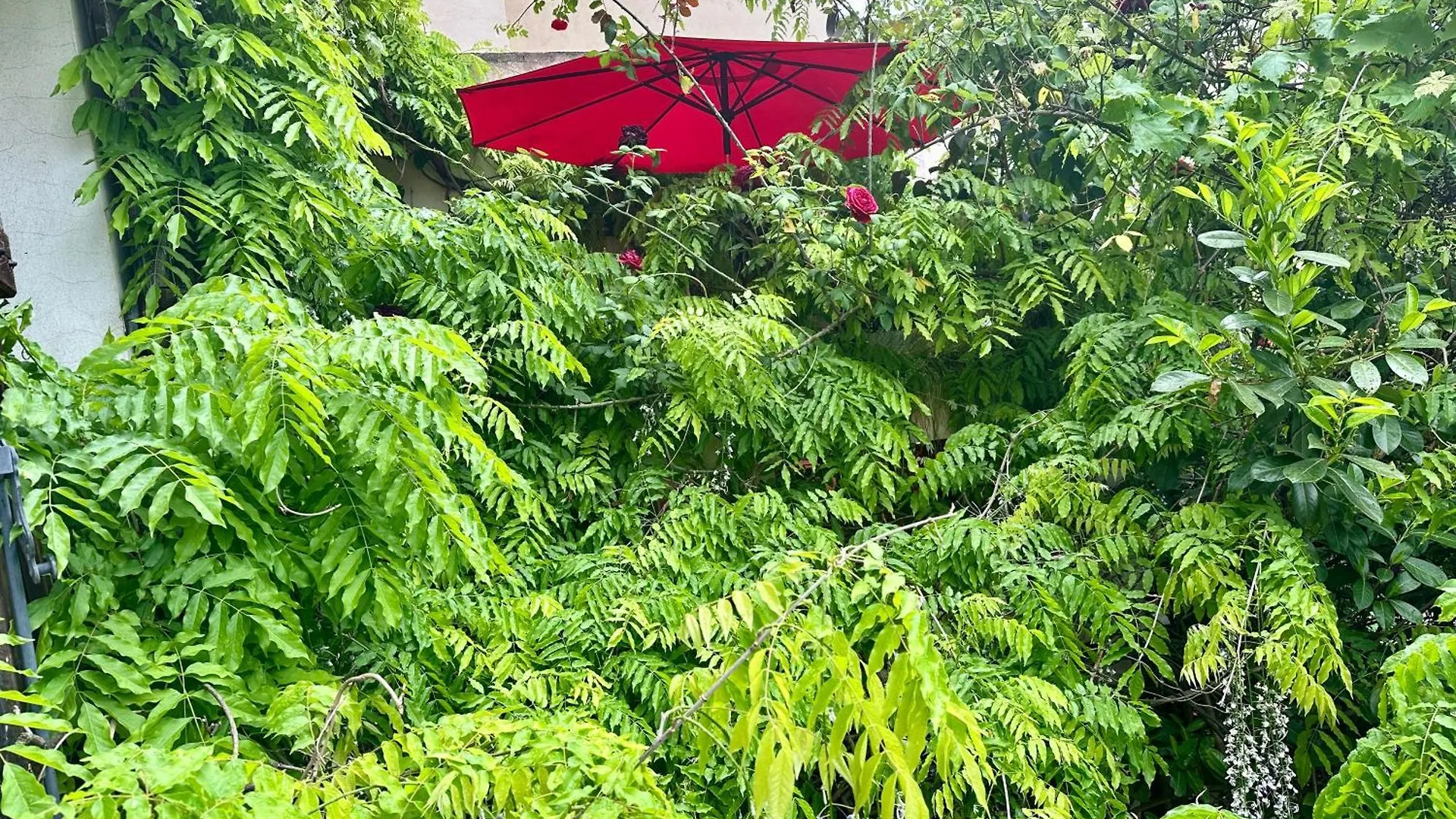 Green House, Cosy Garden Paris Alfortville Apartment